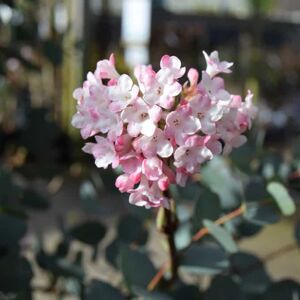 Viburnum × bodnantense 'Charles Lamont' 150-175 cm